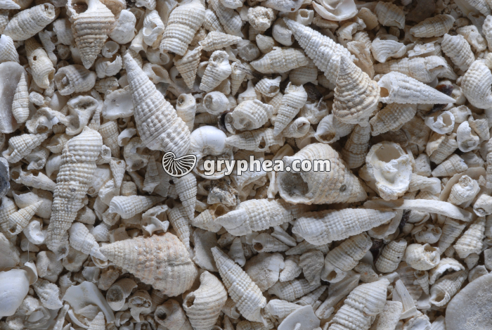 Falun à Cérithes (Stampien) - gryphea.org